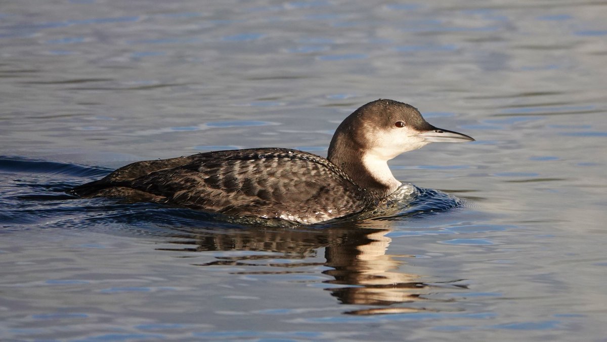 Rob Jones tweet media