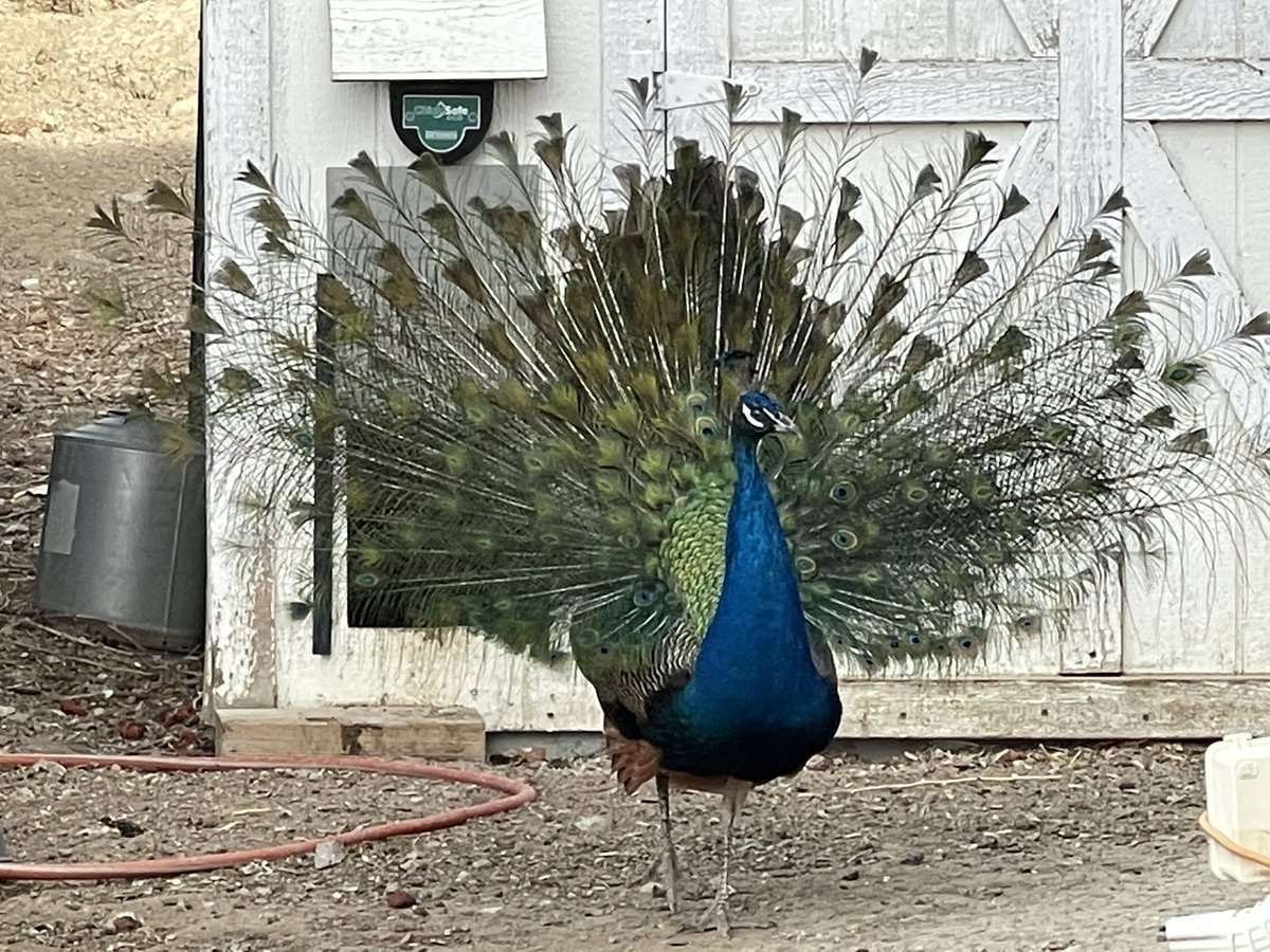 My sister has a peacock. https://t.co/dZIPFqbgNC