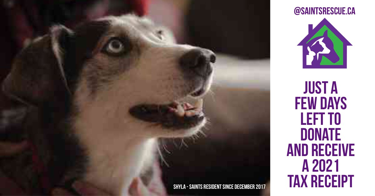 Our Mission Statement is: To provide a safe haven for senior, palliative and special needs animals.

If you believe in our work please consider clicking on the link and donating. 

saintsrescue.ca/donate

Shyla thanks you!