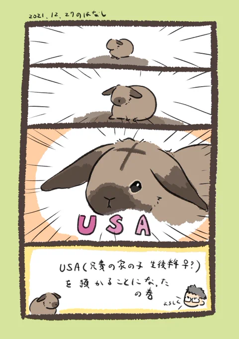日付け変わって昨日のrabbit…
#うさぎのいる生活 
