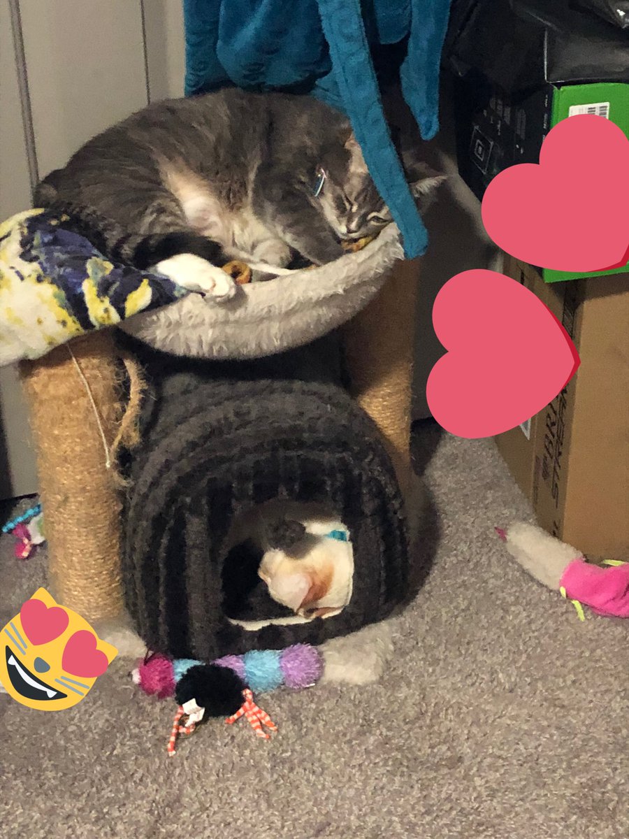 FaetalFlaws's tweet photo. It’s a Cat Stack https://t.co/YeySdH8c4j