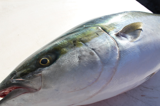 Fのさかな Notocul Twitter