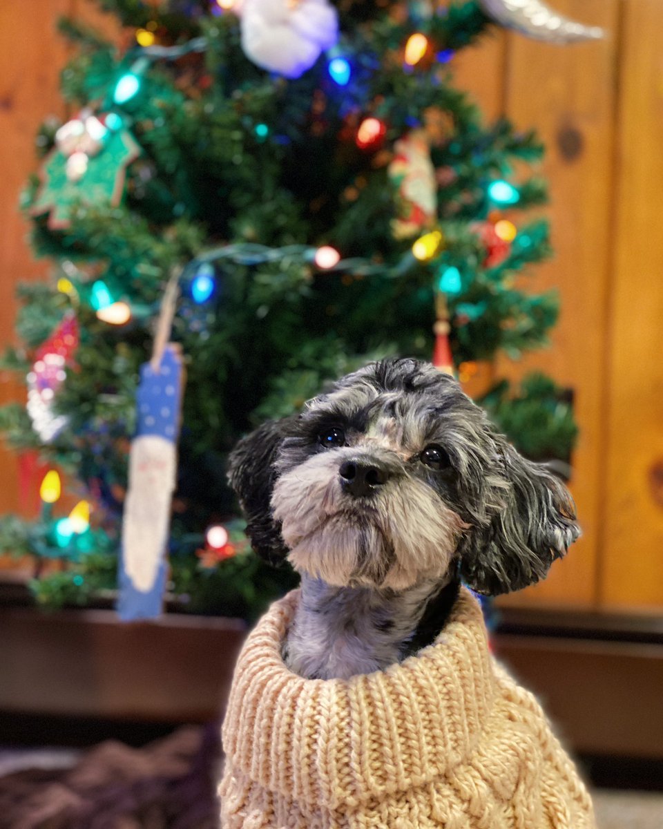 Hope everyone had a #happyholiday weekend! I was too busy getting more presents than anyone else to post any sooner 🎁🙃 #HashtagtheCavapoo