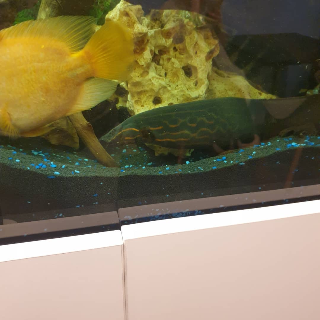Snak Tank tweet media