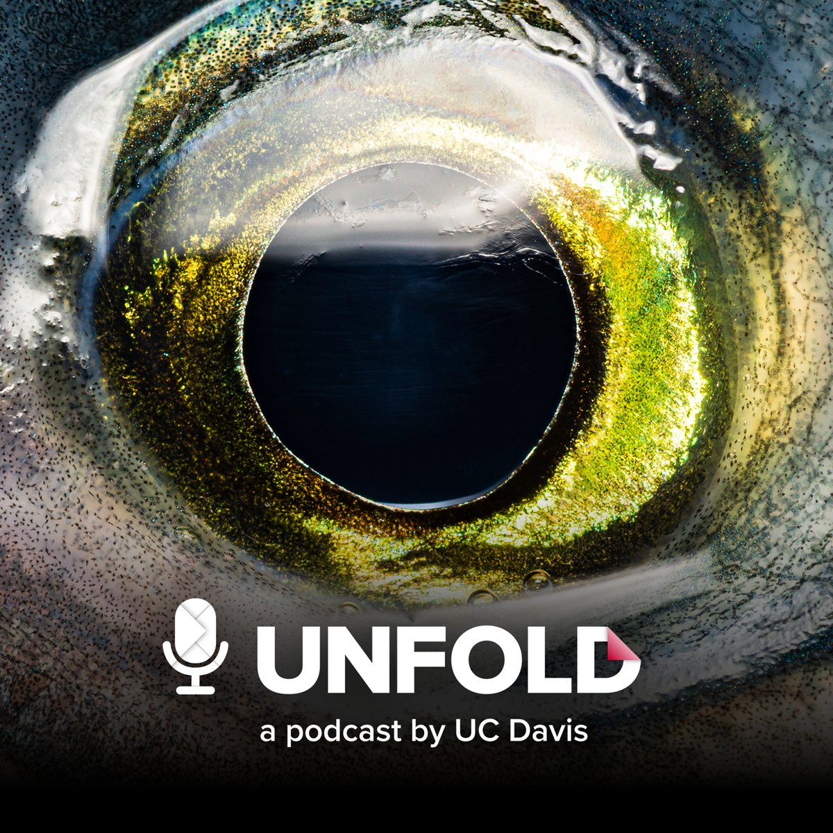 Unfold (@unfoldpodcast) on Twitter photo End of year Unfold #podcast wrap up. ICYMI, topics include why songs 🎵 get stuck in our heads, what you can learn from fish 👁️, axolotls, superheroes, crazy insects & more. Listen to hosts <a href="/AmyMQuinton/">Amy Quinton</a> @UCDavis_Kerlin cure your curiosity this season ucdavis.edu/unfold End of year Unfold #podcast wrap up. ICYMI, topics include why songs 🎵 get stuck in our heads, what you can learn from fish 👁️, axolotls, superheroes, crazy insects & more. Listen to hosts <a href="/AmyMQuinton/">Amy Quinton</a> @UCDavis_Kerlin cure your curiosity this season ucdavis.edu/unfold
