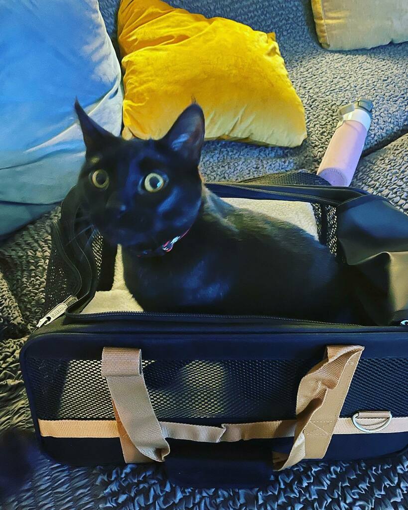 WagginTailsHstd's tweet photo. Ash likes the new travel case we got him, he jumped right in and posed for the picture. He won’t go near his old travel case.
.
.
.
#catsofinstagram #cat #catlife #cats #catcarrier #travelingwithanimals #carcat #homestead #homesteading #homesteadinglife #farm #animals https://t.co/Wc5CqvCUvO
