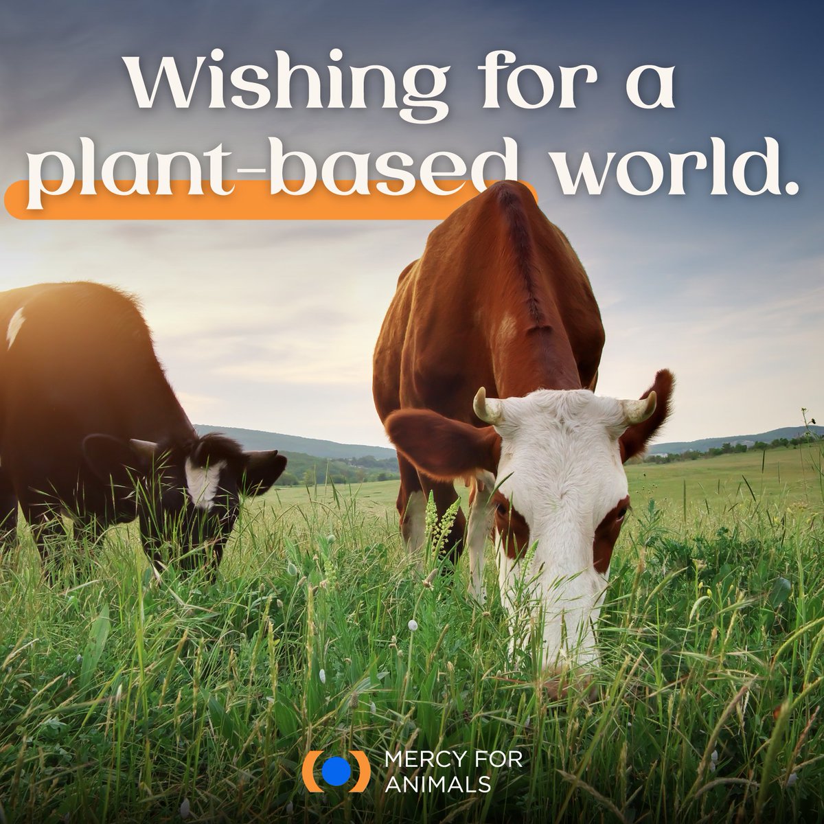 If you could have one wish for animals what would it be? 💖