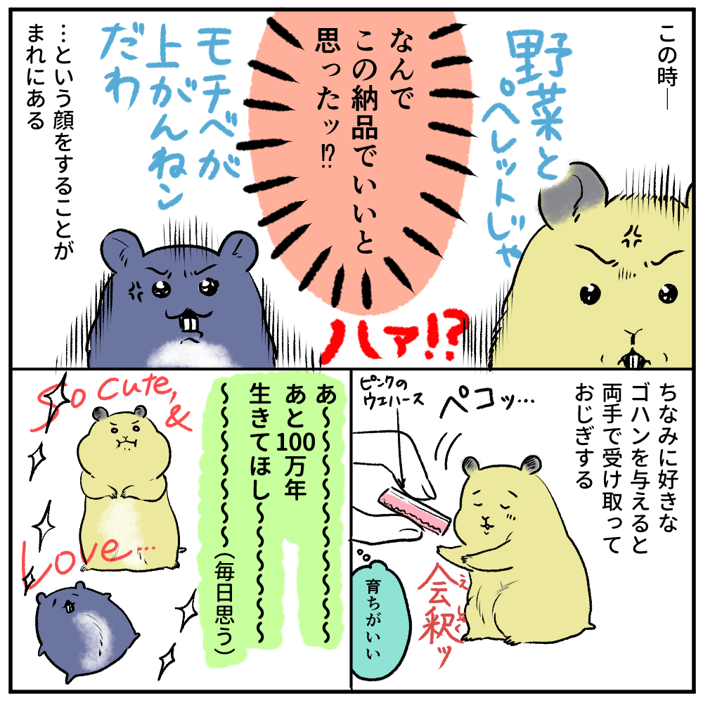 ハムスター日記:100万年生きてくれ…。ゴハンチェックの顔本当にこんな感じです 