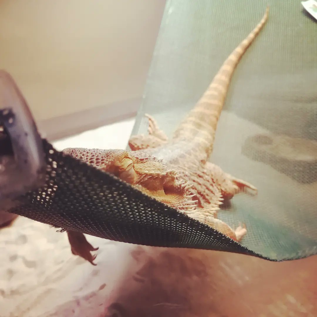 jacobporter's tweet photo. Moby John Milton enjoying a nap on his hammock. I like the way his little arm hangs down. 😌

#beardeddragons #reptiles #rest
#classroom #pets https://t.co/9yK8ZQd1SY