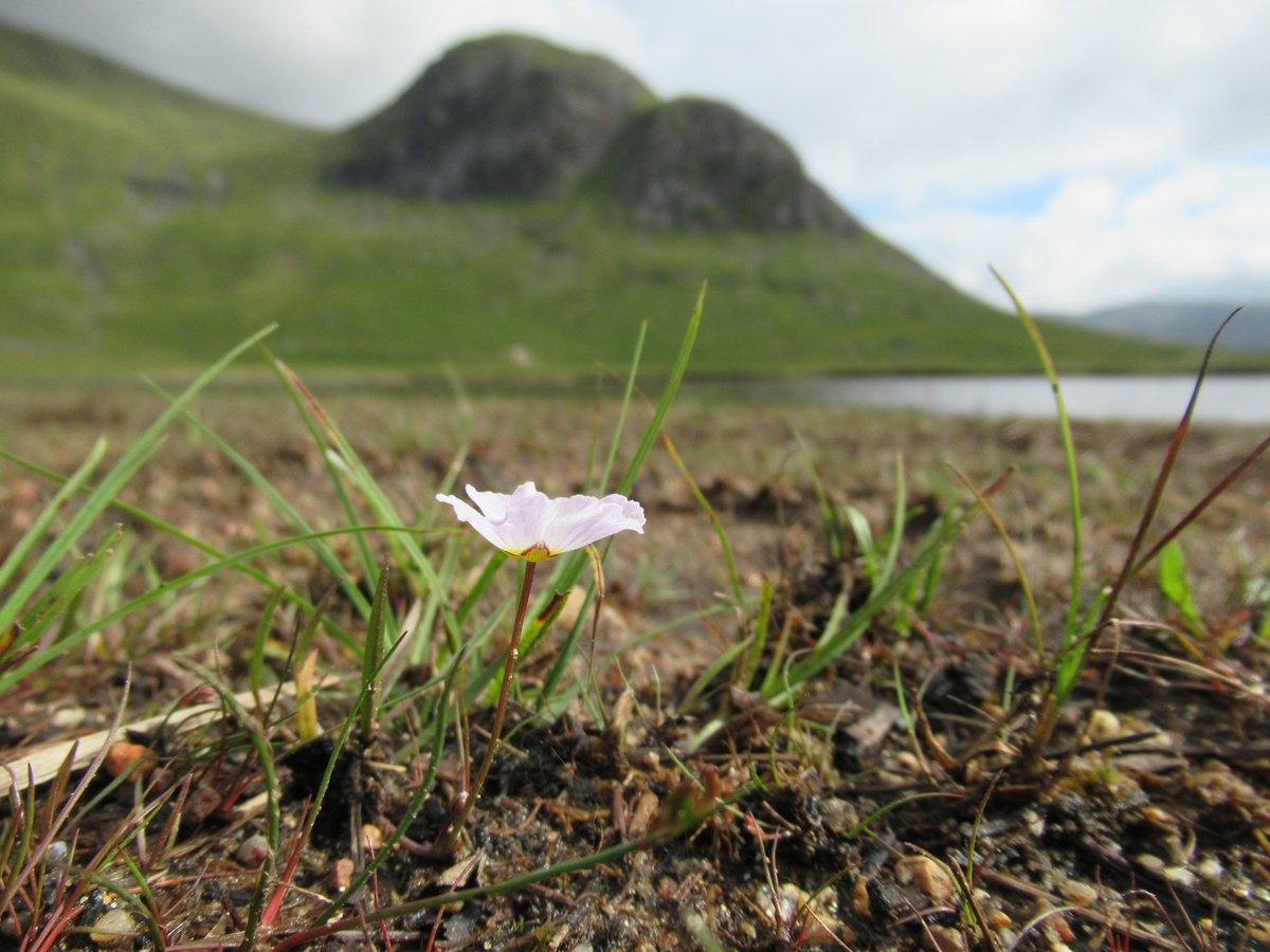 Watts_SH's tweet photo. 2021 #favouritefind in #botany? An epic year with a new job at an incredible location - #Corrour. Shortlist of four:
Coral necklace (Loch Treig); a new record for Scotland!
So many #globeflower,
Creeping water-plantain (Loch Ghuilbinn),
Downy #willow regeneration
#wildflowerhour https://t.co/9g2pWEHXfW