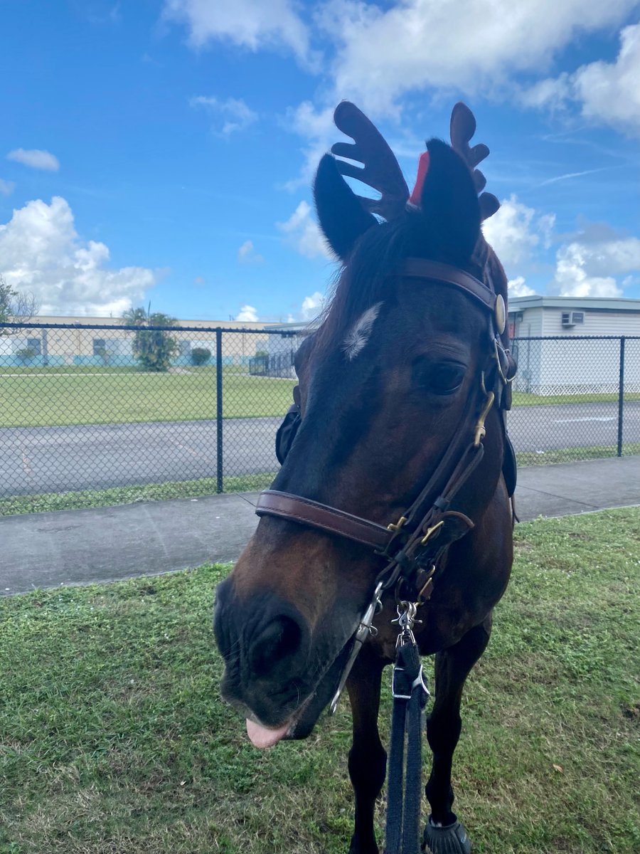 ftlauderdalepd's tweet photo. #FLPD Happy Monday! We don't know about you but we're still feeling the holiday spirit over here. Our reindeers, we mean...horses, visited Lion Star Academy and Seagull Alternative School to share some of if that holiday spirit with the students. 

#FLPDMounted https://t.co/xL5poXzNUb