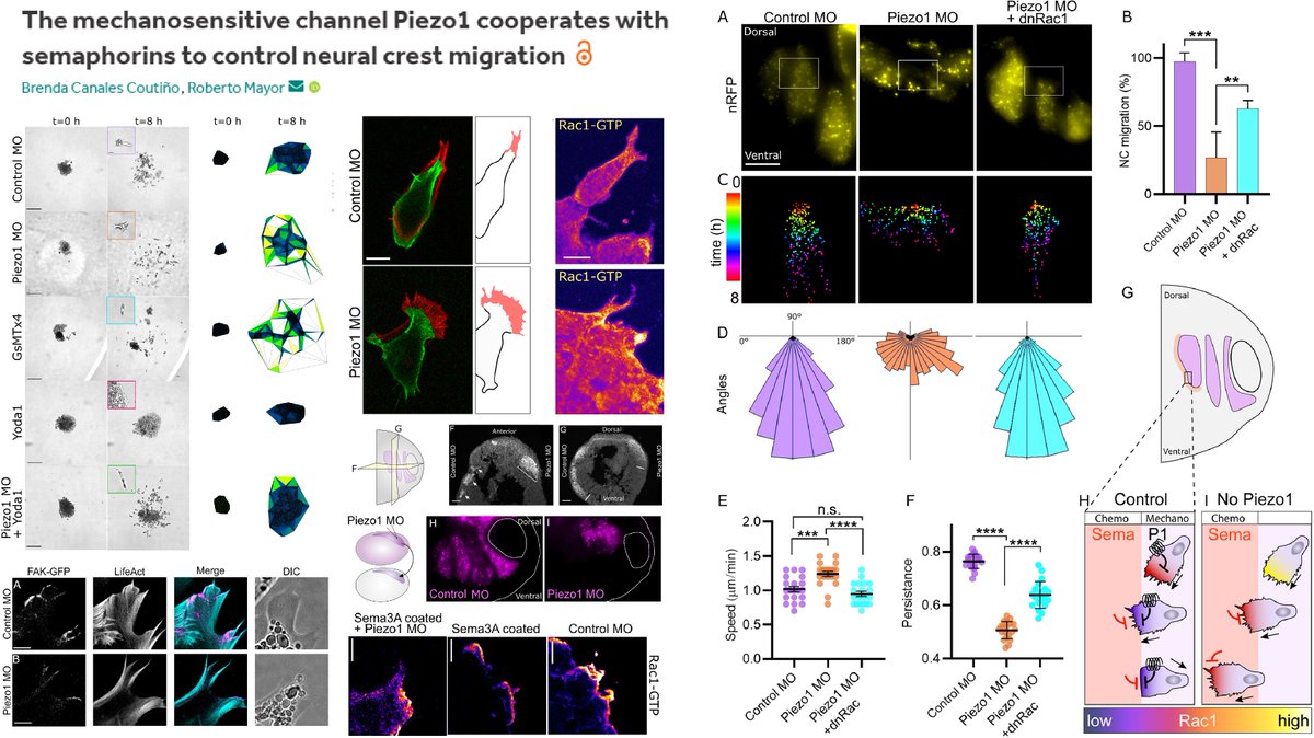 HaoYin20's tweet photo. #Piezo1 & #Semaphorin 3A/F cooperatively control Rac1 activity to guide the stream migration of Xenopus 🐸#NeuralCrestCell
A fascinating role-model study for #CellMigration🤩
Dr. Roberto Mayor lab @Dev_journal 2021 @mayor_lab @frogwranglers
https://t.co/S488Xla89u https://t.co/wgACIX4ngs