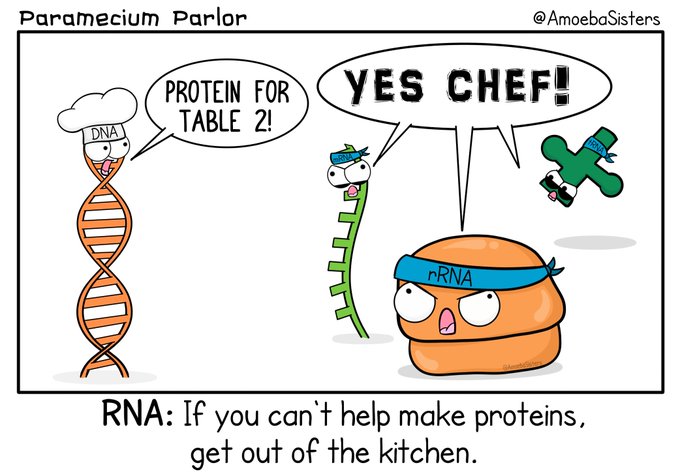 Are you staying in the kitchen?? 🤔😂😂

#protein #peptide #DNA #RNA #biology #biotechnology #molecularbiology #bioengineering #scientificresearch #phdlife #research #lablife #labmemes

Image by AmoebaSisters