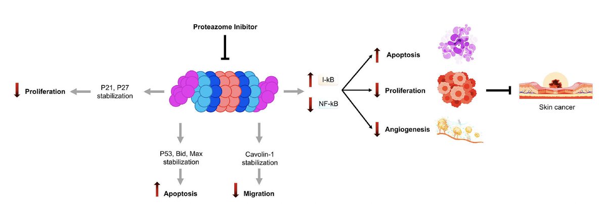 CancerBiologyTx's tweet photo. Excellent review article on the role of the ubiquitin-proteasome and NFKB signal transduction pathway in skin cancer development https://t.co/YiaKh9CxGf #CancerTreatment #cancerresearch @skincancerorg @FoxChaseCancer https://t.co/p2en4TvBRU