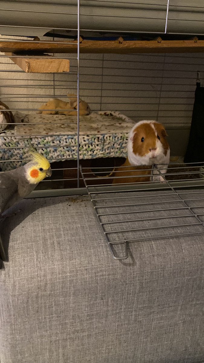 Samen de #Top2000 luisteren #beestenboel <a href="/Top2000agogoNTR/">Top 2000 a Gogo</a>