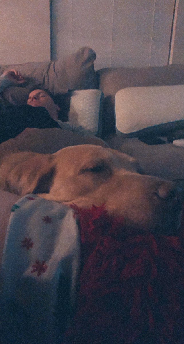 thecreatore_'s tweet photo. What in the world did I do to deserve these cuddle buddies? https://t.co/dstShDZjlX