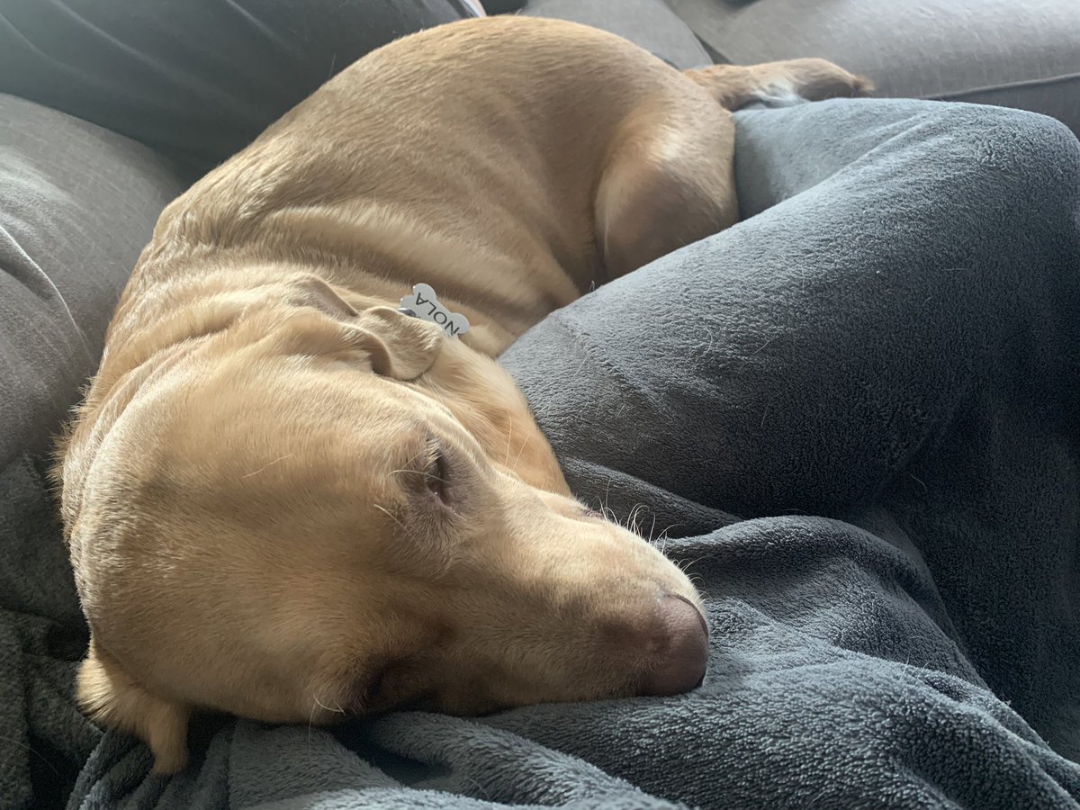 thecreatore_'s tweet photo. What in the world did I do to deserve these cuddle buddies? https://t.co/dstShDZjlX