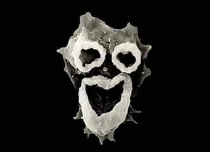 HayameZ's tweet photo. In tour opinion what IS this? https://t.co/IOuaFQ3iBE
