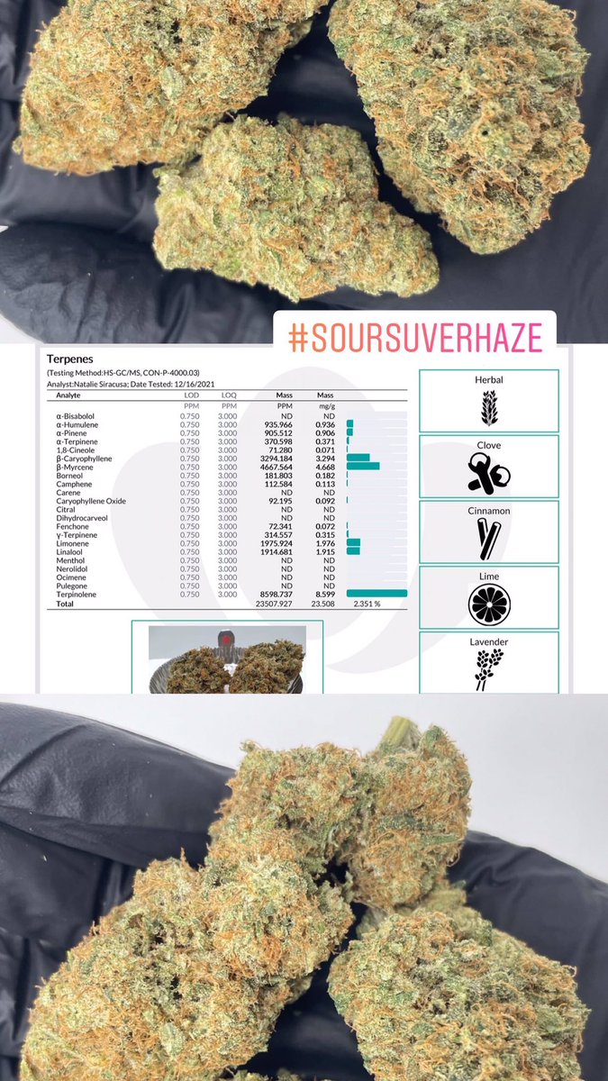HempHop's tweet image. Check out our latest lab results! 🙌🔥
.
#triploid #triploidgenetics #genetics #hempgenetics #geneticsandplantbreeding #hemphop #hempflower #indoorflower #indoorhemp #indoorcultivation #lifter #soursuverhaze #hempwholesale