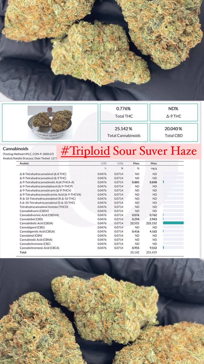 HempHop's tweet image. Check out our latest lab results! 🙌🔥
.
#triploid #triploidgenetics #genetics #hempgenetics #geneticsandplantbreeding #hemphop #hempflower #indoorflower #indoorhemp #indoorcultivation #lifter #soursuverhaze #hempwholesale