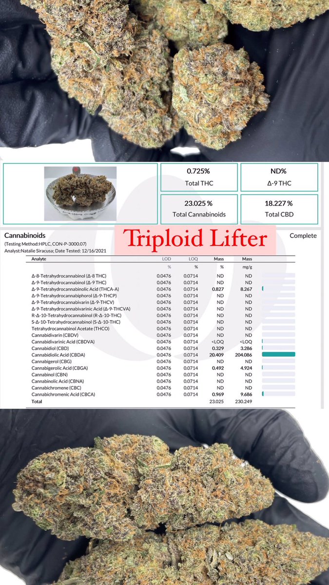 HempHop's tweet image. Check out our latest lab results! 🙌🔥
.
#triploid #triploidgenetics #genetics #hempgenetics #geneticsandplantbreeding #hemphop #hempflower #indoorflower #indoorhemp #indoorcultivation #lifter #soursuverhaze #hempwholesale
