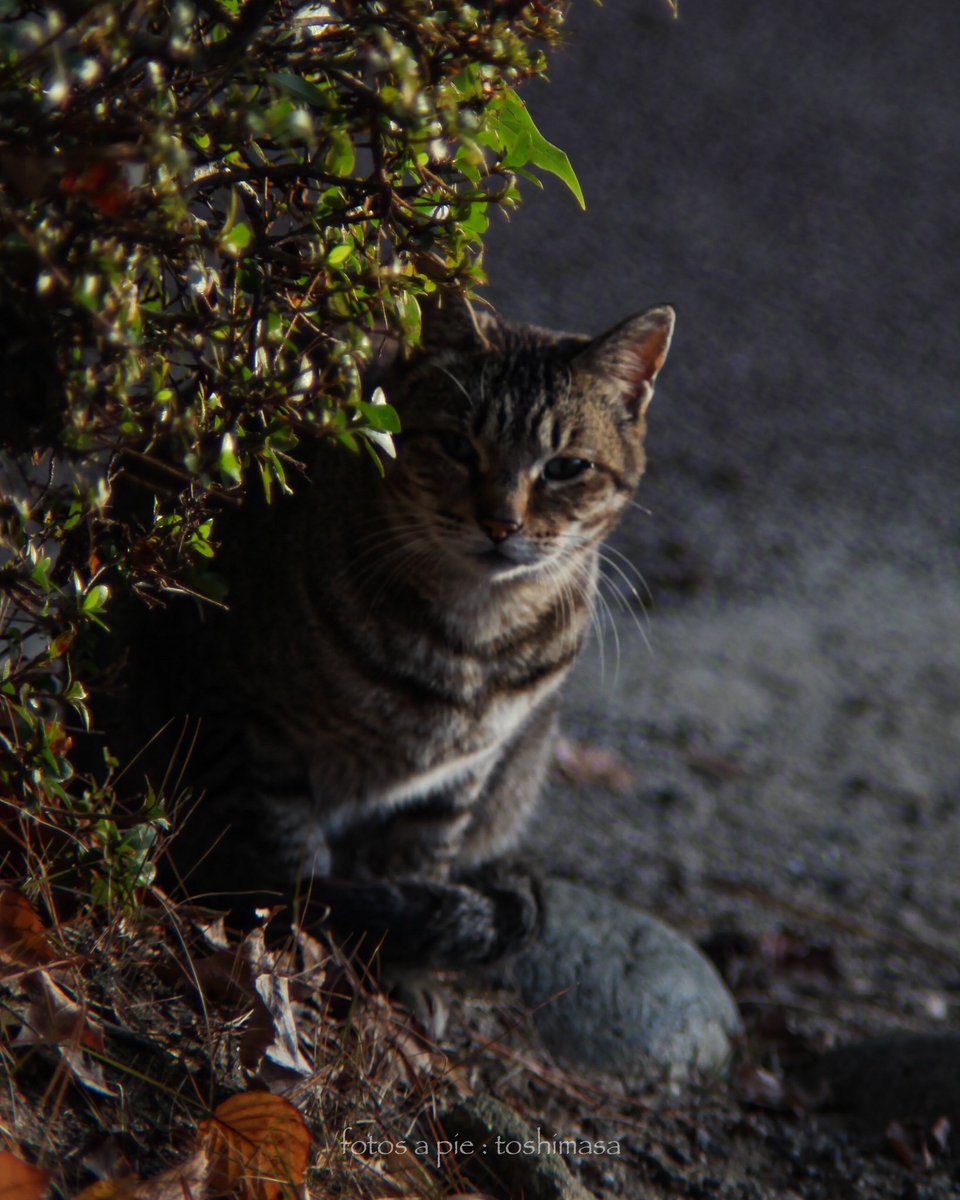 toshimasa16's tweet photo. 散歩写真
#写真好きな人と繋がりたい #写真撮ってる人と繋がりたい #カメラ好きな人と繋がりたい #散歩写真 #5dmkii #オールドレンズ https://t.co/4iN8U4kPUz