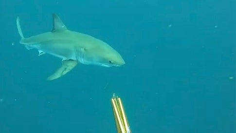JosephLuten's tweet photo. Heart-Stopping: Spearfisher Encounters Great White

From The Weather Channel iPhone App https://t.co/LQuZRuYlEr https://t.co/BTd9CVFufo