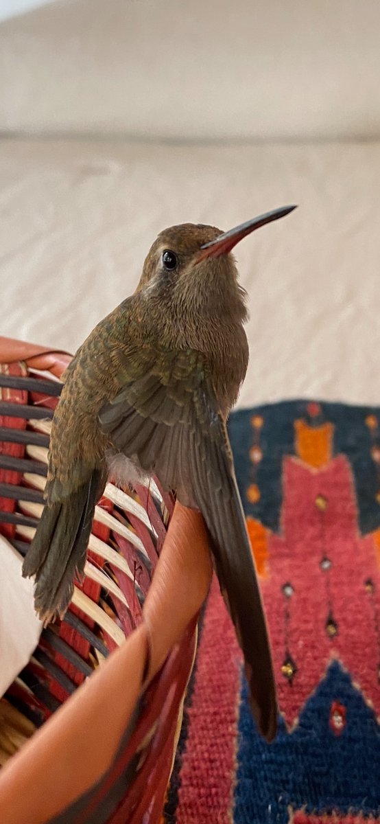 Ascension528Hz's tweet photo. Natale, the gorgeous baby hummingbird I rescued yesterday.... https://t.co/FIY45v0uVf