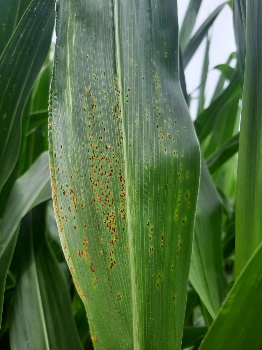 MasHectareas's tweet photo. ⚠️Aumentaron su incidencia/poblaciones:
🔴 Pulgon amarillo en sorgo
🟡 Roya común en maíz 
🟡 Arañuela roja en soja https://t.co/eWQ1tx8N2t