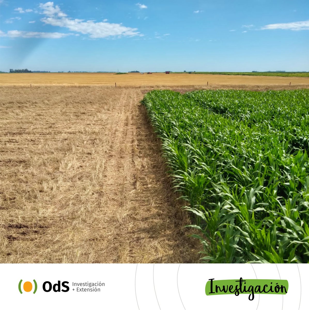 OdSagro's tweet photo. Hola #MIBamérica 😍

🌽🌱🌻 Así vamos con el cuarto año en el que nos involucramos en la generación de información sobre tecnologías para el manejo de #maíz, #soja y #girasol. Un aporte desde el Oeste de BA para las decisiones de agricultores.

#InvestigaciónODS @brevantsemillas https://t.co/jCR9FEWhnB