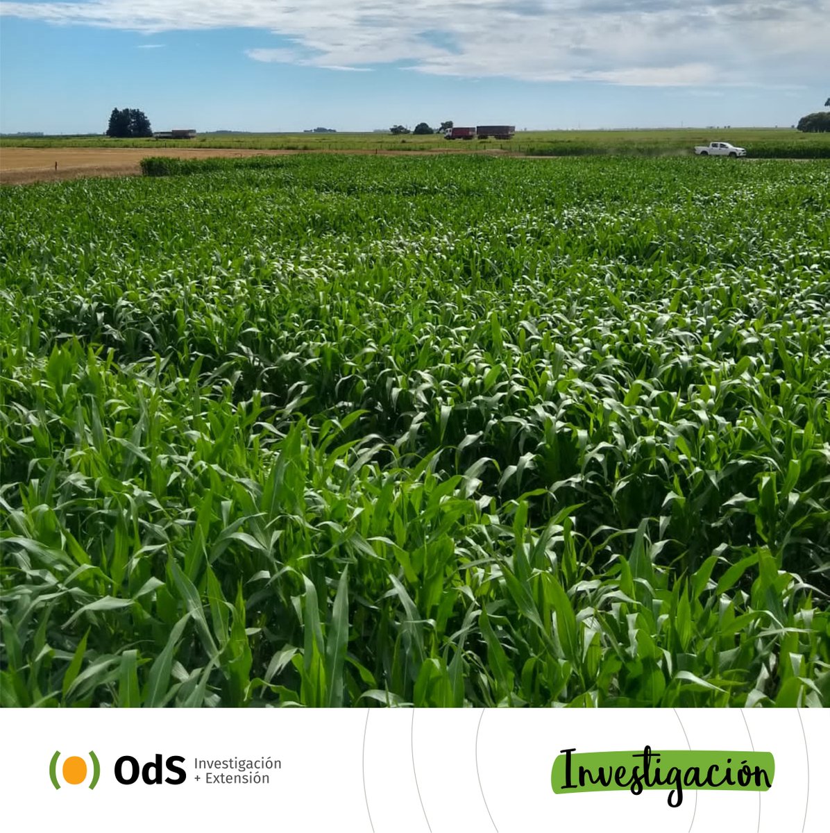 OdSagro's tweet photo. Hola #MIBamérica 😍

🌽🌱🌻 Así vamos con el cuarto año en el que nos involucramos en la generación de información sobre tecnologías para el manejo de #maíz, #soja y #girasol. Un aporte desde el Oeste de BA para las decisiones de agricultores.

#InvestigaciónODS @brevantsemillas https://t.co/jCR9FEWhnB