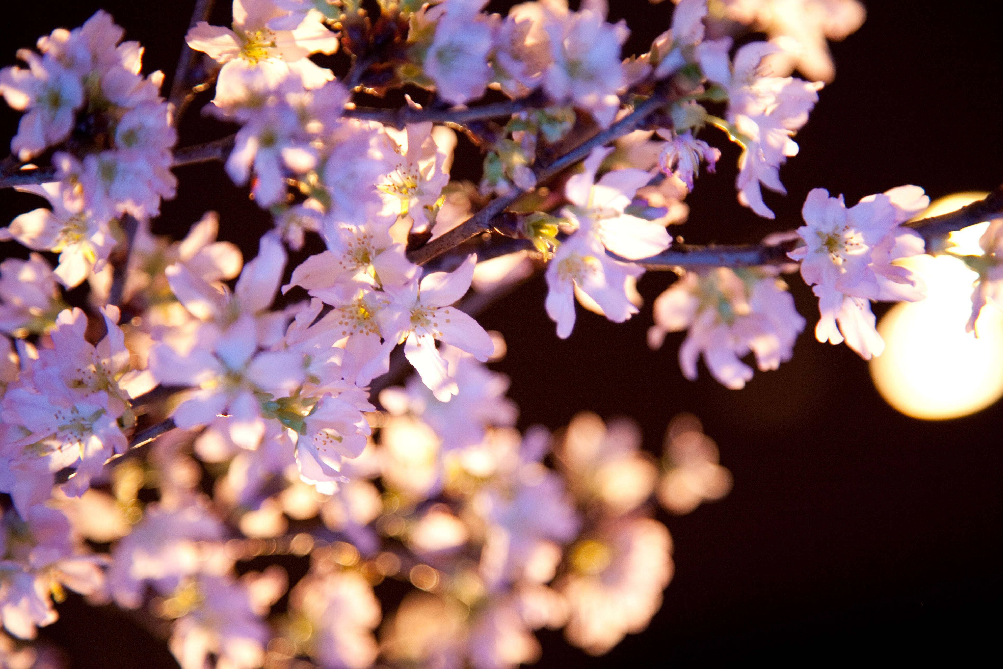 山形県 トップ画像更新 真冬に咲く桜 啓翁桜 は山形県が出荷量日本一 また 冬期間に切り枝の状態で花を満開にする技術は山形県で生まれました このお正月にぜひ飾ってみてはいかがでしょうか まもなく届く 県民のあゆみ 1月号ではやまがた伝説