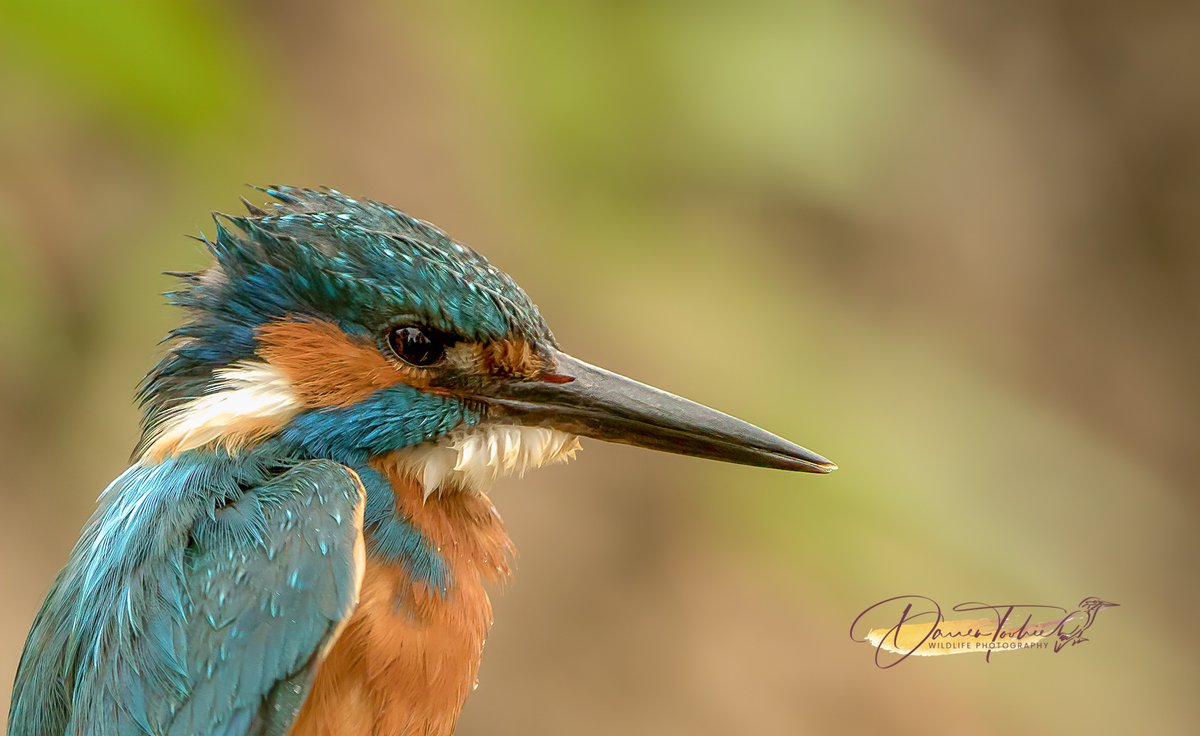 Four from the Archives