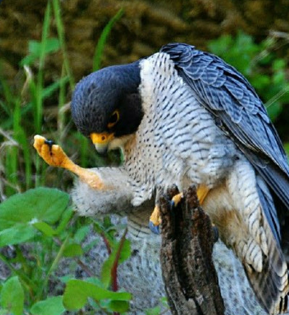 Titanlizard_Art's tweet image. Time to replace Philosoraptor