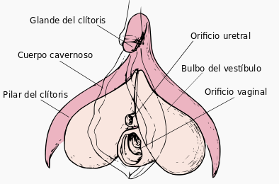mpsicortsex's tweet photo. La imagen de la izquierda es un clítoris (con sus diferentes partes señaladas).
La imagen de la derecha es deoxys, un pokemon, se parecen pero no son lo mismo.

(Lo siento pero necesitaba hacerlo😂) https://t.co/h8BGTf5dsY