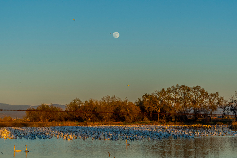 RiceNews's tweet photo. More #carice field winter scenes in Yuba and Sutter Counties. Brian Baer photographs. #sacvalley https://t.co/Dlf3tINhfh