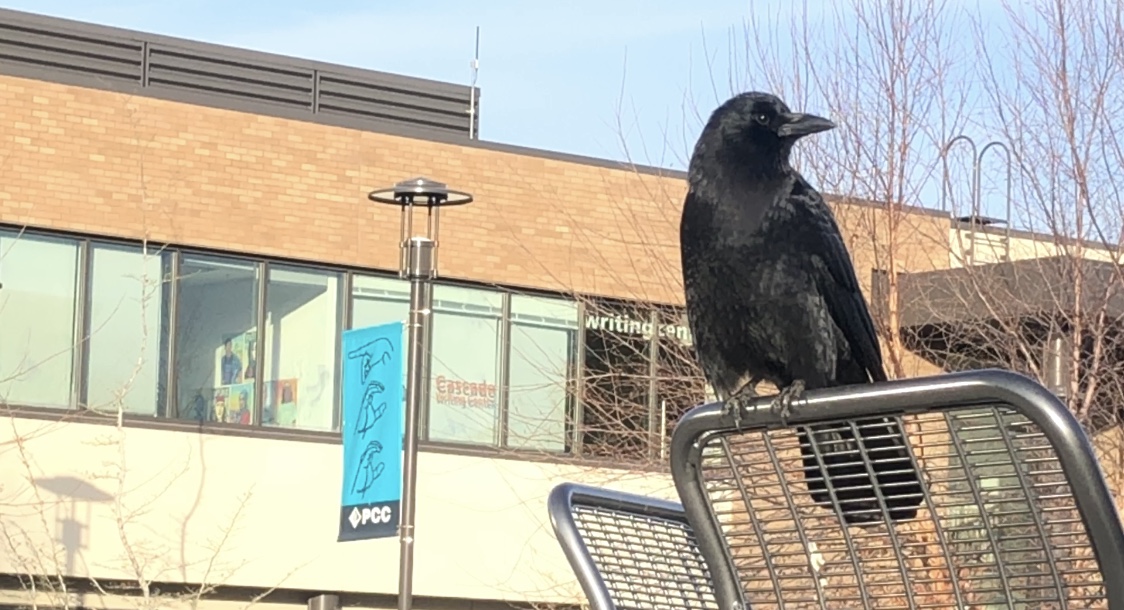 HawkSickToxic's tweet photo. All can fly in and find a place at #PortlandCommunityCollege ☠️🖤🖤 🐦
#PCC #PCCCascade #Photography #HawkSick #HawkSickToxic #TheShogunOfSorrow #Crow #Birds https://t.co/jcjyn0eJ8Z