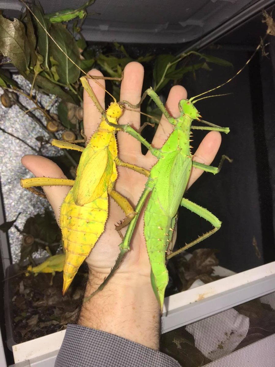 Celebrating the life of E.O. Wilson
We must all fight to protect #biodiversity ! <3 

theguardian.com/environment/20… 
#nature #Insects #ClimateActionNow #Science #inspirational #environnement #Entomology #biology #educational #STEM #MondayMotivation #EOWilson <a href="/BillWeirCNN/">Bill Weir</a>