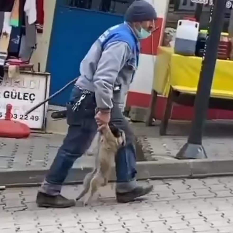 Barınağı bile olmayan bir ilçede, bir emir ile karnını doyuracak bir lokma bulamayan, "açım, karnım ağrıyor, canım acıyor" diyemeyen şu yavruyu, bir elinde sopası sürüye sürüye ölüme götürdü celladı! 

Bir emir ile!
Bir yavruyu!
Celladı!