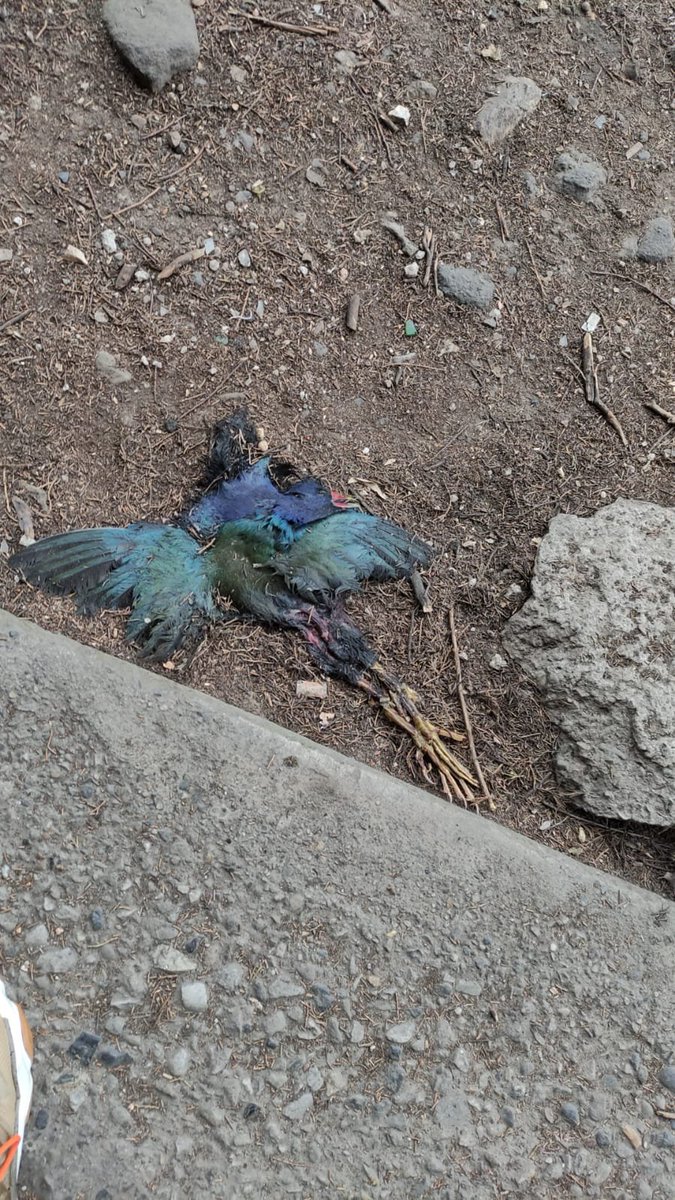 elbiologofidel's tweet photo. @DiliaCortes informa de una tingua azul aplastada en el antiguo lote de aldeas SOS, Cr 60 con Cl 64, cerca a la chucua El Salitre. Según la SDA es un terreno de uso dotacional con un bosque, donde se harán 4 bloques de VIS de 20 pisos. ¿Así está en el POT vigente? @heidy_up https://t.co/gyxD3f92nO