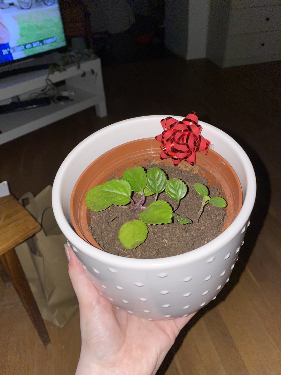 Takk <a href="/ruteinars/">Rut Einarsdóttir</a>  fyrir æði plöntu ❤️ #jolatwinur21