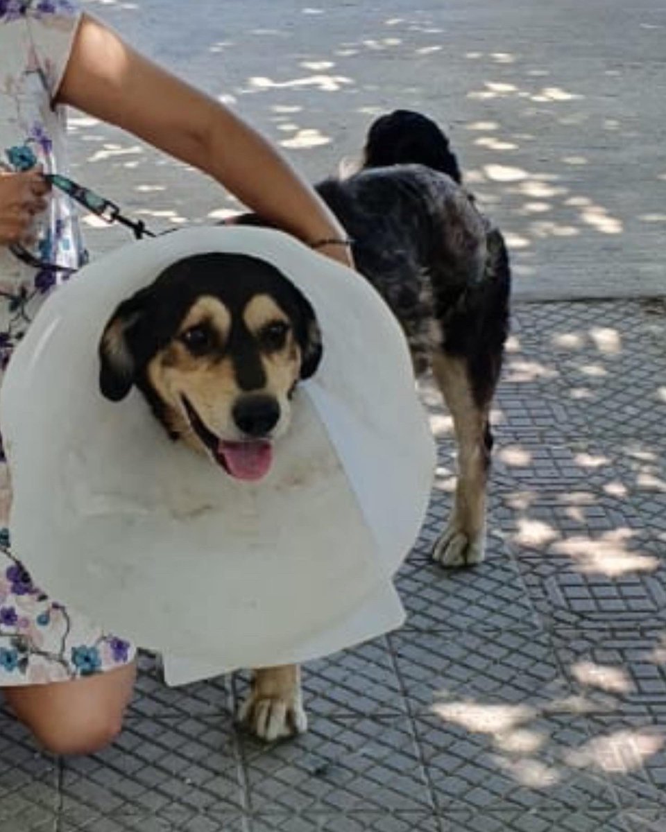 ATENCIÓN URGENTE MANUEL SE PERDIÓ EN INDEPENDECIA, SECTOR VIVACETA, ANDA CON CONO IGUAL QUE EN LA FOTO. 933817376