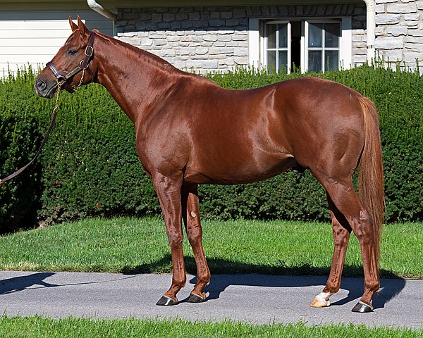 BloodHorse's tweet image. No-Guarantee Gun Runner Season to Benefit Tornado Fund bit.ly/3427gWV