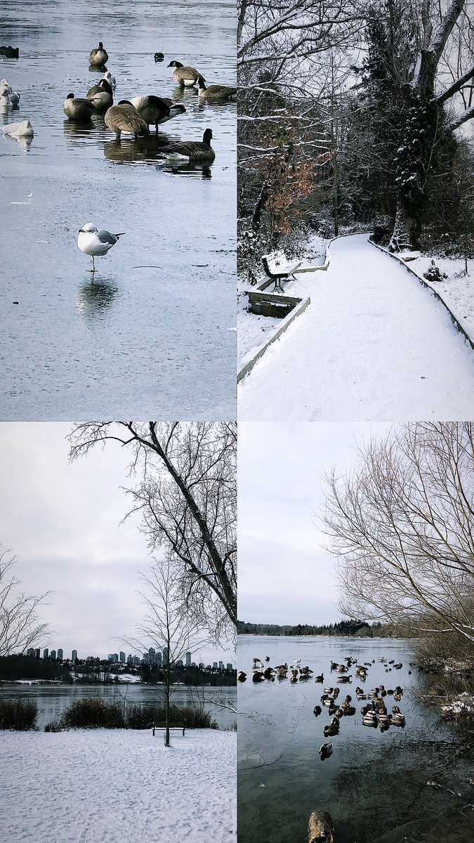 ManpreetSuhi's tweet photo. Today's walk around #DeeLake https://t.co/03lQpNlkNP