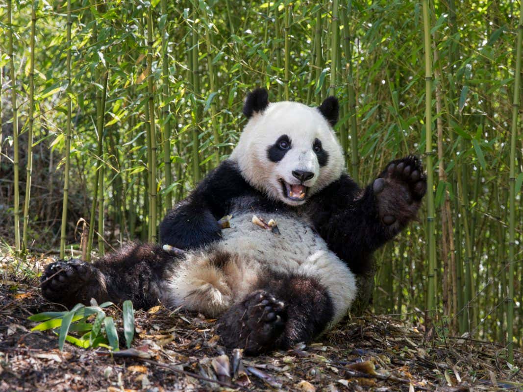 GhostofTime888's tweet photo. ๐๐๐ก๏ธ
#GiantPanda
Pandas live mainly in temperate forests high in the mountains of southwestern China, where they feed almost entirely on bamboo, but forests and bamboo are dwindling.
#EndangeredAnimalSpecies
#PlanetEarth #ShowThatYouAreHuman
#WeareNature #LetsHelpNature https://t.co/BYNEwIhg7s