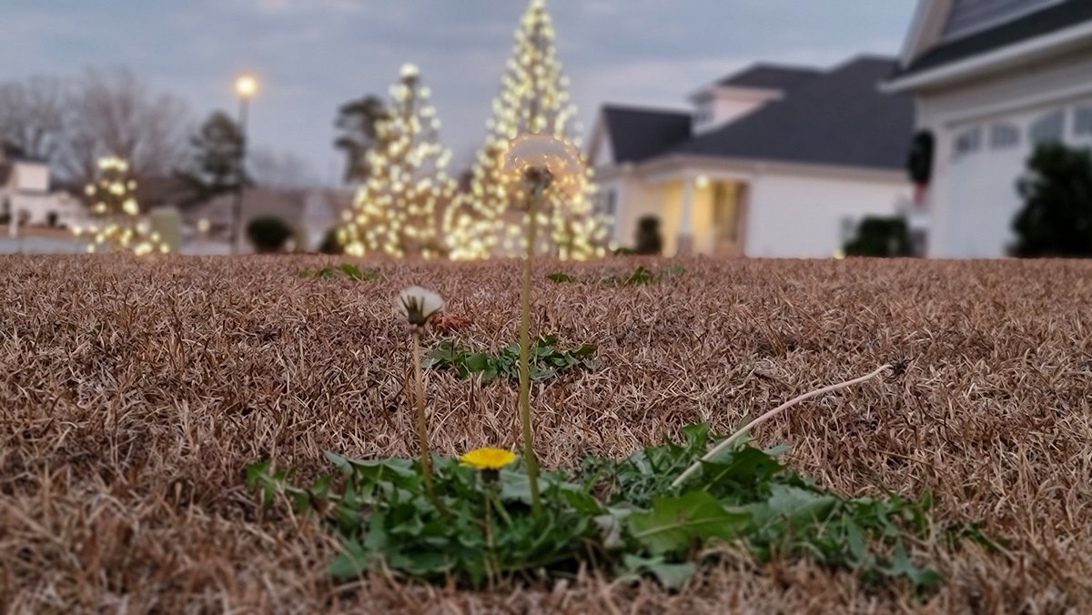 chuckcopelandwx's tweet photo. I didn't think I was going to have to treat the yard for New Years weeds...but here we are. 🌾🌱
#WinterFail
#ENCWx #NCWx #Winter? https://t.co/MHzI319L4N