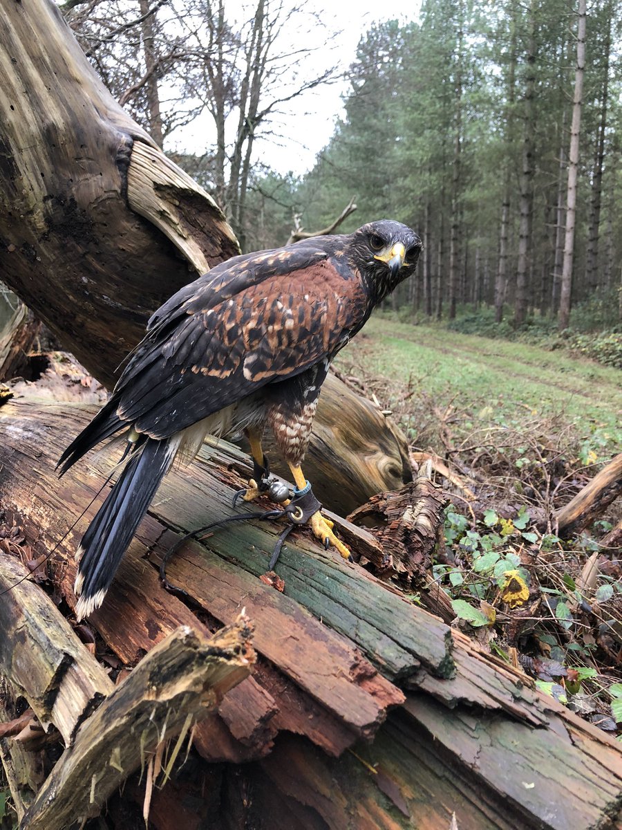 birdsandbeyond's tweet photo. So happy I got this boy flying free 🦅🦉 https://t.co/t2RSrvFDil
