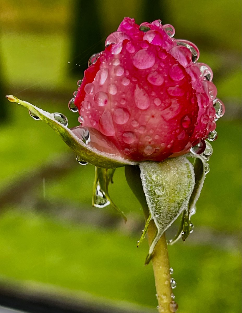 Rosebud drops💧
#Drops #Rain #nature #NaturePhotography #dropography #NatureBeauty #naturelovers #naturephography #Macro #MacroMonday #macrophotography #bokeh #Reflection #iPhone12ProMax