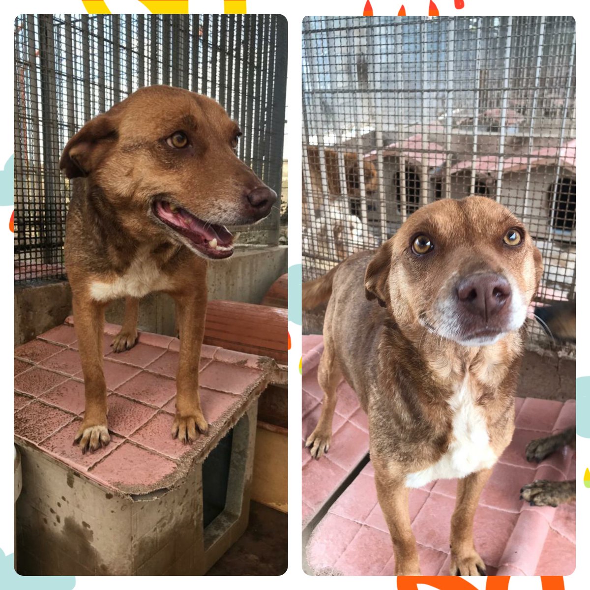 CuoreAnzianoMN's tweet photo. ❤ DEA CERCA FAMIGLIA!❤
...sono la dolcissima Dea, una cagnolina di taglia medio piccola, circa 14 kg, molto buona, socievole.
Mi trovo in un canile della Puglia e per una buona adozione posso raggiungere il centro-nord Italia.
Ilaria 3471705443. https://t.co/9gTYJJYCSh
