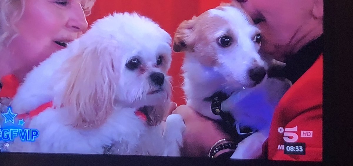 patty2710R's tweet photo. La coppia più bella del #gfvip #ciuffi e #nina 🐶 🐶 💙❤️ https://t.co/nBdDxytUbH
